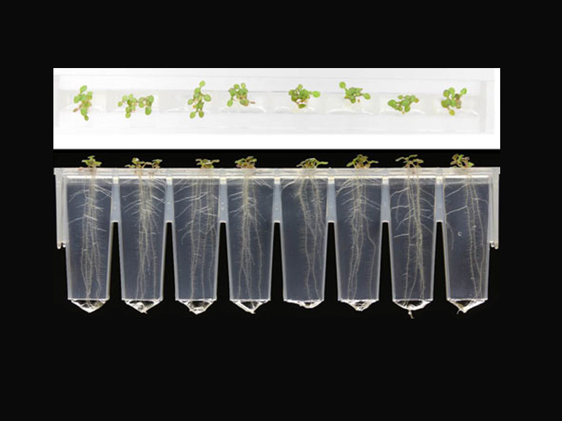图2所示。显示幼苗的根和芽的植物带图像(文章图像)