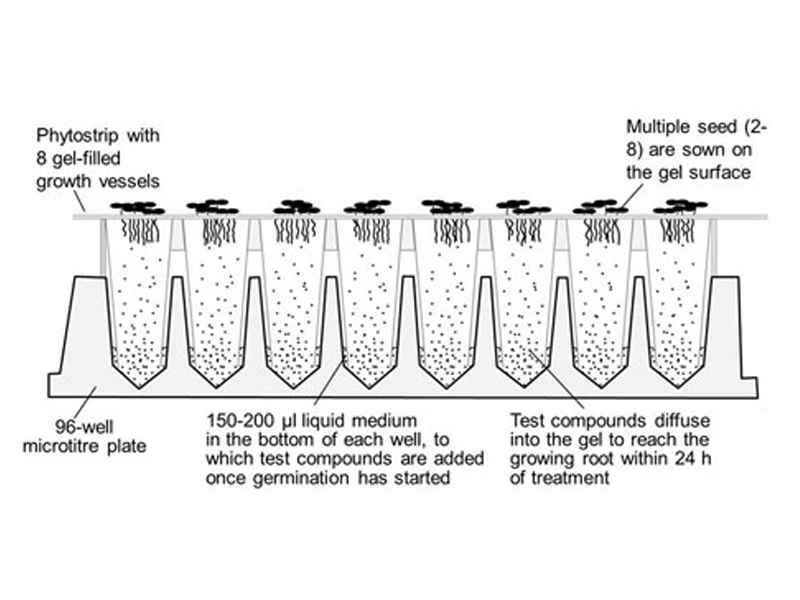 图1所示。放置在96孔微量滴定板上的植物带的截面图(文章图片)
